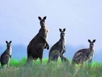 В Австралии решили массово отстреливать кенгуру