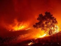 Режим ЧС введен в Калифорнии из-за лесных пожаров