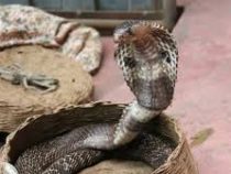 В Индии кобра застряла в пивной банке