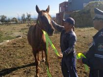 На Иссык-Куле лошадям завязывают светоотражающие ленты