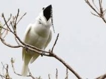 Самая громкая в мире птица способна оглушить человека