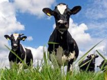 В США спустя два месяца нашли живыми коров, унесенных цунами