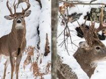 Уникальный олень с тремя рогами попал в объектив фотографа