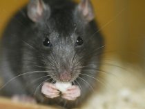 Крысы оставили эстонцев без Интернета