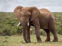 В ЮАР начали производить джин из слоновьего навоза