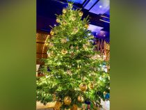 В Испании установили самую дорогую в мире рождественскую елку