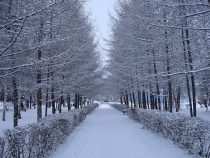 Морозными и снежными будут предстоящие выходные в Бишкеке