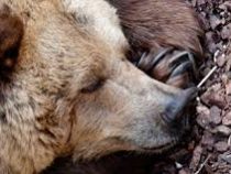 Медведь устроился на зимнюю спячку в поликлинике в Японии