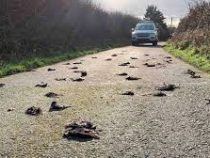Сотни мертвых птиц нашли на одной из дорог Уэльса