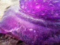 Редчайшую медузу фиолетового цвета вынесло на пляж в Австралии