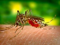 Чудесный дар мужчины позволяет ему убивать комаров кишечными газами