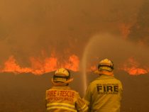На помощь в борьбе с пожарами в Австралии пришли дожди