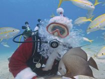 Дайвер Санта-Клаус встречает гостей в парижском океанариуме