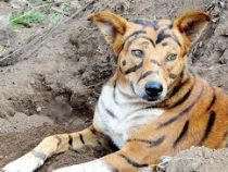 Собаку превратили в тигра, чтобы она смогла пугать обезьян