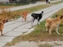 Настоящая банда: козел возглавил стаю собак на Днепропетровщине