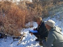 В Кыргызстане начался зимний учет диких животных и птиц
