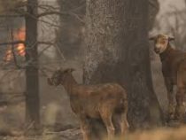 Более миллиарда животных погибли в лесных пожарах Австралии