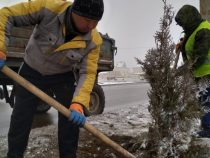 В Бишкеке продолжаются зимние посадки хвойных деревьев