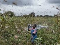 В ООН предупредили, что Африке грозит голод из-за нашествия саранчи