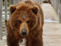 В США по улицам Калифорнии прогулялся огромный медведь