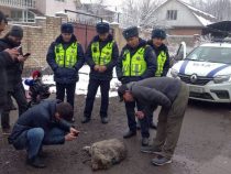 В Бишкеке поймали волка