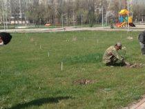 Зеленый челлендж мэрии Бишкека продолжается