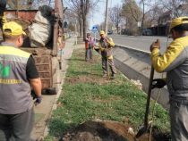 В Бишкеке продолжаются весенние посадочные работы