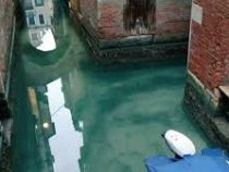 Даже лебеди приплыли. В каналах Венеции из-за отсутствия туристов очистилась вода
