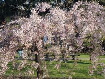 В Японии официально открыт сезон цветения сакуры