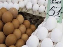 Фермеры призвали отказаться от коричневых яиц в пользу белых из-за агрессивных куриц