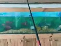 С помощью аквариума чудак сумел порыбачить, не покидая дом
