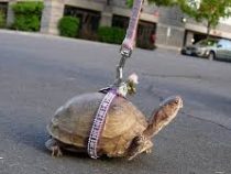 Жительницу Италии оштрафовали за выгул черепахи