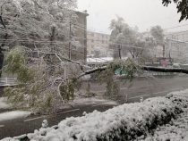 В Бишкеке из-за непогоды повалены деревья