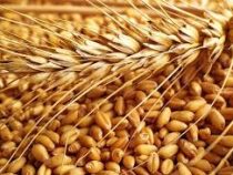 Bloomberg сообщил о мировом дефиците российской пшеницы