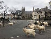 Дикие козы захватили курортный город в Великобритании