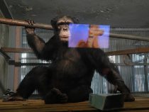 Скучающим без посетителей шимпанзе начали показывать мультики
