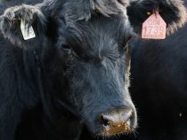В Шотландии бык случайно оставил без электричества две деревни