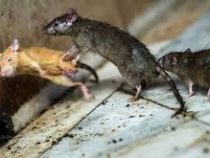 Агрессивные оголодавшие крысы заполонили города США