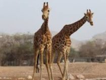 Танцевальный поединок: необычная драка жирафов в Замбези стала хитом Сети  