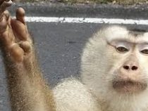В Индии обезьяна взломала банкомат