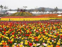 В Южной Корее открылся международный фестиваль тюльпанов