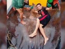 В Малайзии поймали в реке рыбу весом почти 300 кг