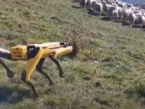 Изобретатели научили собаку-робота пасти овец  