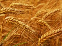 Минсельхоз прогнозирует высокую урожайность зерновых культур в этом году