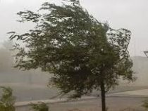 В Бишкеке и Чуйской области ожидается сильный ветер