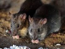 В Украине  в крупной недостаче зерна обвинили мышей