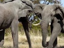 В Ботсване рассказали о загадочной смерти более чем 110 слонов