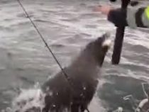 Хитрый тюлень оставил без улова зазевавшегося рыбака