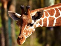 В Африке жираф устроил погоню за туристами