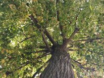 В Араване деревья грецкого ореха срубают ради безопасности людей